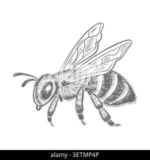 Honigbiene, fliegendes Insekt, grafische Illustration für Bienenzucht und Bienenzucht. Isolierte Skizze mit gestreifter Hummel, Wespe oder Hornet, handgezeichnet Stock Vektor