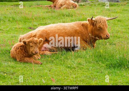 Nahaufnahme einer dösen Hochlandkuh und ihres jungen Kalbes, die auf einer Wiese liegen. Stockfoto