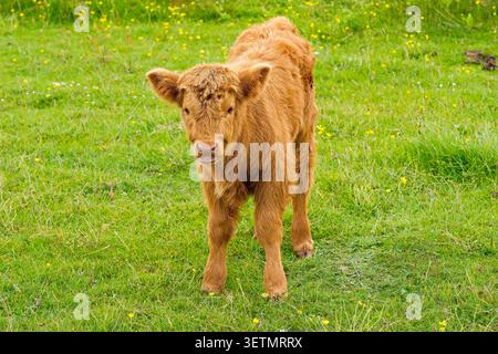 Nahaufnahme eines Hochlandkalbes, das an einem Sommermorgen auf einer Derbyshire-Wiese steht. Stockfoto