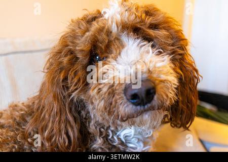 Bernedoodle Welpe, eine Kreuzung zwischen einem Berner Berghund und einem Pudel, braun und weiß Bernedoodle Hund Stockfoto