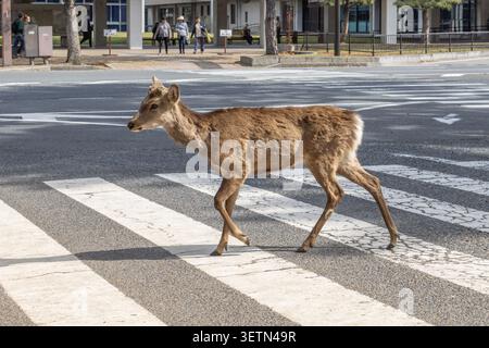 Nahaufnahme einer Sikahirsch, die über einen Zebrastreifen im Nara-Park, Nara, Japan, geht. Stockfoto