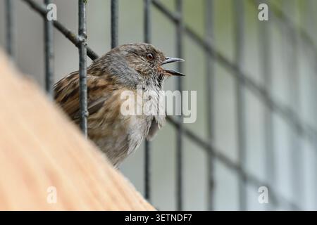 Dunnock (Prunella modularis) männlicher Vogel, der im Frühjahr singt, fotografiert am Maschendrahtzaun im Stadtpark Edinburgh, Midlothian, Schottland, Stockfoto