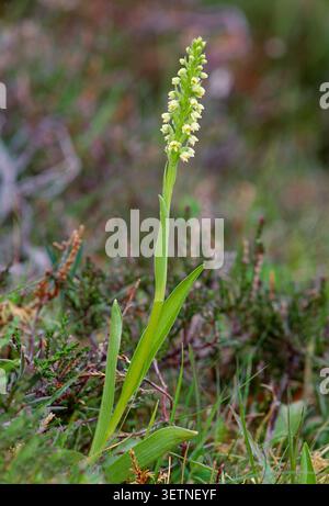 Kleine weiße / Weiße BergOrchidee (Pseudorchis albida) einzelne Blütenspitze wächst in Lingsheide (Calluna vulgaris). Stockfoto