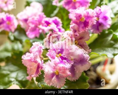 Afrikanische violette Blüten mit rosa und violetten Blüten auf grünen Blättern Stockfoto