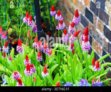 Die blauen und roten Blüten von Primula vialii „Red Hot Poker Primrose“, England, Großbritannien Stockfoto