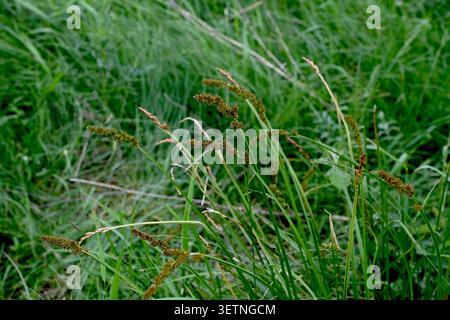 Fuchssegge (Carex vulpina) in ihrem natürlichen Lebensraum. Grünes mehrjähriges Gras, das auf einer feuchten Wiese in der Nähe von Wasser wächst. Detaillierte Makroaufnahme der wilden Vegetation, eg Stockfoto