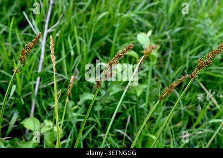 Fuchssegge (Carex vulpina) in ihrem natürlichen Lebensraum. Grünes mehrjähriges Gras, das auf einer feuchten Wiese in der Nähe von Wasser wächst. Detaillierte Makroaufnahme der wilden Vegetation, eg Stockfoto