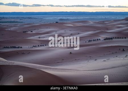 Eine Kamelkarawane überquert die sanften Wüstendünen in der Nähe von Merzouga, während das sanfte Sonnenuntergangslicht lange Schatten über die weite Sandlandschaft wirft. Stockfoto