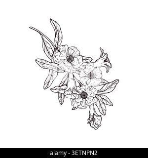Granatapfelblume Zweig Vektor isolierte Illustration. Blühende Blüte und Blatt handgezeichnete botanische monochrome Skizze. Blumenelement Stock Vektor
