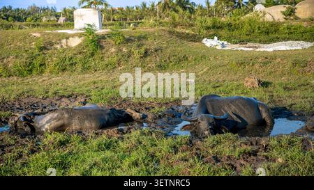 Zwei Wasserbüffel liegen und walzen in einem schlammigen Pool auf einem grünen Grasfeld, Vietnam Stockfoto