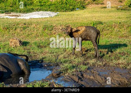 Junge Wasserbüffelkalb bedeckt mit Schlamm, in der Nähe einer schlammigen Walde in einem grünen Feld, Vietnam Stockfoto