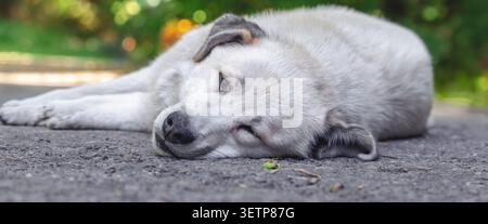 Einsamer weißer Streuner liegt auf Asphalt mit Kopf nach unten, Augen halb geschlossen. Sanfter grüner Bokeh-Hintergrund. Perfekt für Rettungs- und Adoptionskampagnen Stockfoto