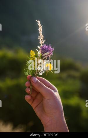 Hand mit einem frisch gepflückten Wildblumenstrauß in natürlichem Sommerlicht Stockfoto