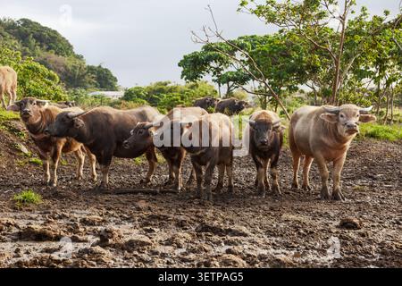 Einheimische Wasserbüffelherde auf einer schlammigen ländlichen Weide in Taiwan, umgeben von grünen Bäumen und tropischer Landschaft Stockfoto
