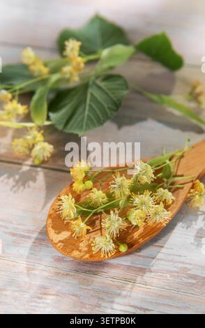 Linden blüht und Blätter liegen auf einem Holzlöffel und rustikalem Tisch Stockfoto