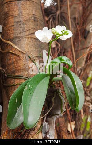 Weiße phalaenopsis-Orchidee, die auf einem Baumstamm in Taiwan angebaut wird, mit glänzenden Blättern, Luftwurzeln und zarten Blüten in einem tropischen Garten. Stockfoto