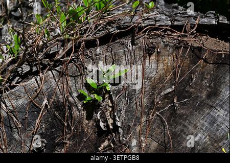 Nahaufnahme eines verwitterten Baumstumpfes mit rauer Rinde, kriechenden Weinstöcken und frischen grünen Triebe, die aus dem alten Holz auftauchen. Der Kontrast zwischen Stockfoto