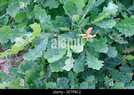 Frische grüne Eichenblätter wachsen auf einem Zweig in einem Sommerwald. Lebendiges quercus-Laub-Makrohintergrund hebt detaillierte Blatttexturen hervor, Bio-Wald f Stockfoto