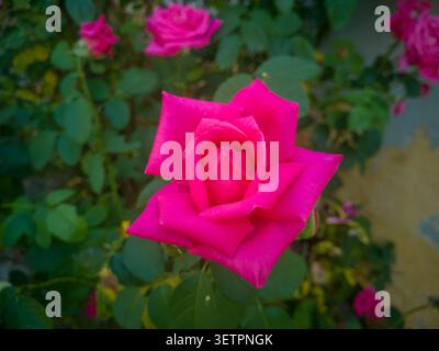 Nahaufnahme einer leuchtenden rosa Rose, die sich auf einem Busch öffnet, blühende magentafarbene Gartenrose mit weichen Blumen im Hintergrund. Stockfoto