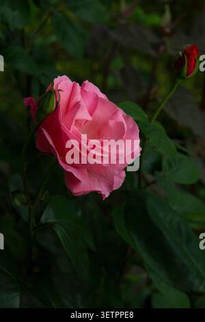Rosa Rosenblüte im Garten mit dunkelgrünem Blattgrund Stockfoto