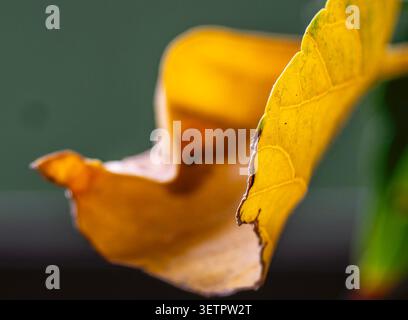 Zarte Textur und Adern eines Blattes, das gelb und Gold wird Stockfoto