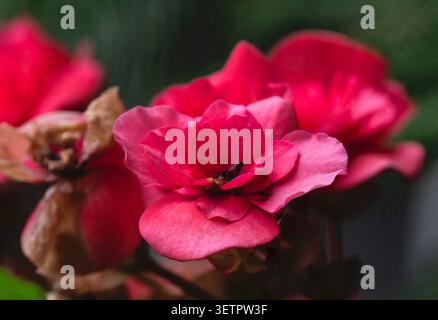 Eine Nahaufnahme eines leuchtenden roten Begonia Stockfoto