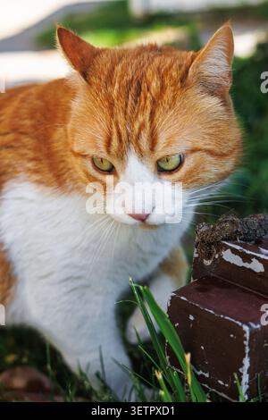Süßes Katzenporträt im Gartengras Stockfoto