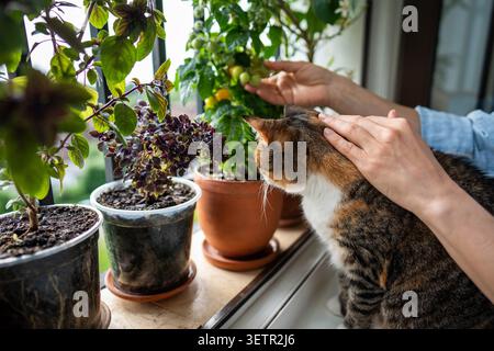 Neugierige Katze und Zimmerpflanzen. Die interessierte Katze erkundet den Garten der Fensterbank mit violettem Basilikum im Topf Stockfoto