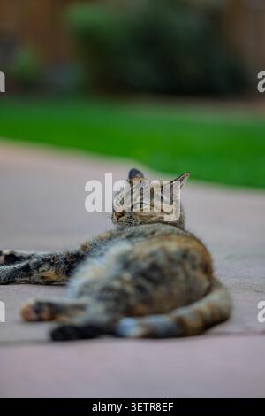 Eine Tabbykatze entspannt sich draußen auf einer Terrasse Stockfoto