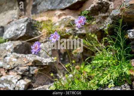 Kleine Scabious Plant, Scabiosa columbaria, blüht auf einer freiliegenden Kalksteinwand. Stockfoto