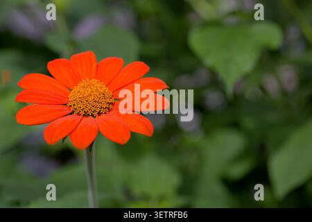 Lebendige mexikanische Sonnenblume (Tithonia rotundifolia) blüht in einem Sommergarten, mit leuchtenden Orangenblättern und einem satten gelben Zentrum. Stockfoto