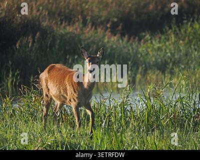 Einzelne Rotwild (Cervus elaphus) weiden im Schilf im Leighton Moss RSPB Reserve, Lancashire, England, Großbritannien Stockfoto