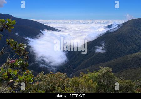 Peruanischer Wolkenwald auf den Andenhängen, bedeckt von einer Decke aus Wolken und Nebel in den Schluchten aus einer höheren Höhe, Peru. Stockfoto