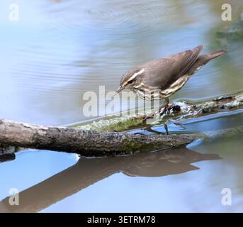 Der Northern Waterthrush (Parkesia noveboracensis) ist in einem kleinen Bach in Galveston, Texas, während der Frühjahrswanderung Stockfoto