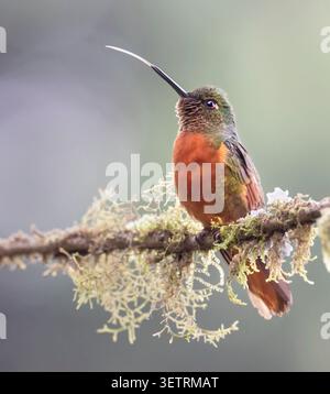 Kastanienbrüste Coronet (Boissonneaua matthewsii) im Cloud Rainforest, Manu National Park, Peru Stockfoto