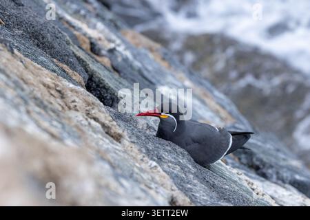 Blick auf eine Inkaseeschwalbe mit ihrem markanten roten Schnabel und weißen Schnurrbartmarkierungen auf einer felsigen Küstenoberfläche in Chile. Stockfoto