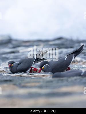 Blick auf zwei Inka-Seeschwalben mit markanten weißen Schnauzen und roten Schnäbeln, die auf einer felsigen Küstenoberfläche in Chile ruhen. Stockfoto