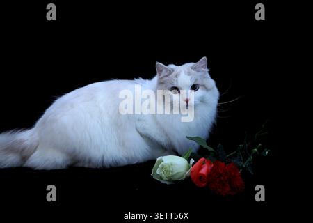 Eine flauschige, cremefarbene, langhaarige Katze mit einem weichen, wolkenartigen Fell und einer zarten rosa Nase liegt elegant vor einem tiefschwarzen Hintergrund. Es ist ein Stockfoto