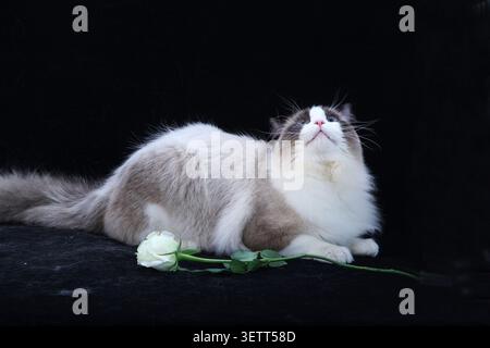 Eine wunderschöne Ragdoll-Katze mit einem weichen, cremefarbenen Fell und leuchtend blauen Augen liegt anmutig vor einem tiefschwarzen Hintergrund. Ein empfindliches p Stockfoto