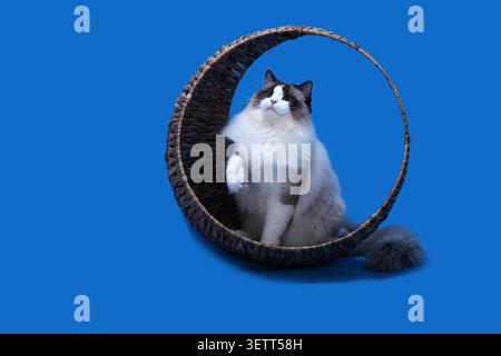 Eine erstklassige reinrassige Ragdoll-Katze mit weichem, flauschigem Pelz und ikonischen blauen Augen sitzt aufrecht in einem handgefertigten Rattan-Katzenbett und hebt eine Pfote und einen Looki Stockfoto