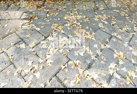 Getrocknete gelbe Blütenblätter verstreut auf grauem Kopfsteinpflaster in Jakarta, Indonesien. Saisonale Natur Hintergrund. Stockfoto