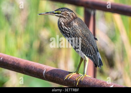 Jungreiher (Butorides virescens) auf einem Geländer entlang des Lake Apopka Wildlife Drive in Apopka, Florida. (USA) Stockfoto