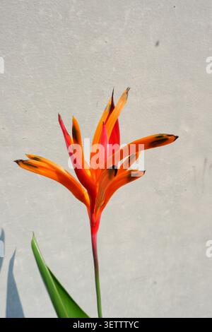 Äußerste Nahaufnahme einer einzelnen Helikonia-Brakte mit orange und roten Blüten an der weißen Wand in Jakarta, Indonesien. Stockfoto