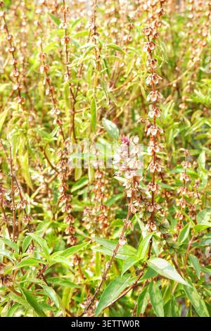 Dichter tropischer Sträucher mit getrockneten Samenkapseln und grünen Blättern in Jakarta, Indonesien. Botanischer Hintergrund. Stockfoto