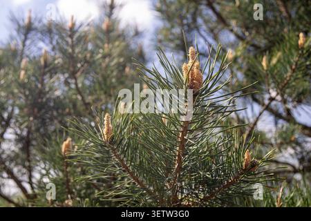 Nahaufnahme von frischen grünen Tannenzweigen mit jungen Frühlingsprossen und Knospen, die im Wald blühen. Stockfoto