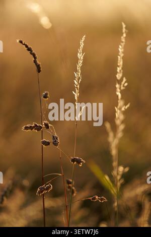 Wilde Wiesengräser leuchten im Golden Sunset Light mit Soft Bokeh Stockfoto