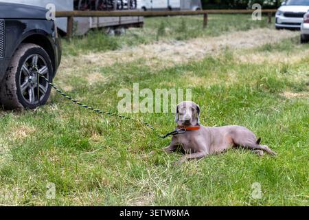 Der Weimaranerhund ruht auf einem grasbewachsenen Feld, während er bei einem Outdoor-Event in der Nähe geparkter Fahrzeuge mit Leine gesichert wird. Ruhige und aufmerksame Hundebegleiter Stockfoto