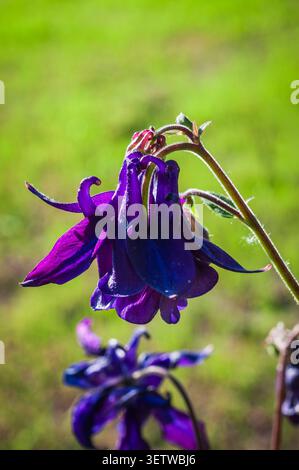 Aus nächster Nähe sehen Sie eine leuchtend violette Aquilegia vulgaris-Blüte, die ihre einzigartigen sporenartigen Blüten vor einem verschwommenen grünen Hintergrund zeigt Stockfoto