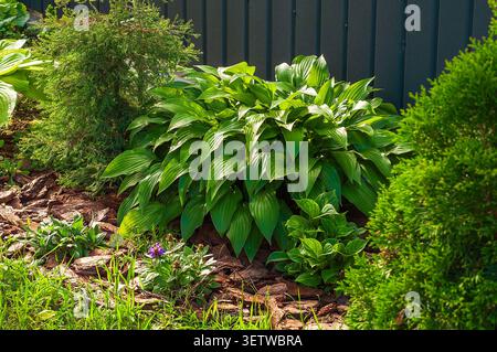 Eine lebendige Gartenszene mit großen Hostablättern, ornamentalen Zypressen und einem dunklen Zaun bildet die Kulisse für das üppige Laub Stockfoto