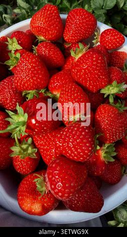 Frische rote Erdbeeren in einer weißen Schüssel, die ihre leuchtende Farbe und grüne Blattspitzen vor einem verschwommenen grünen Hintergrund aus Laub zeigen Stockfoto